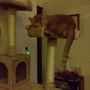 Meet your Posher, Diane